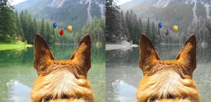 Ein Schäferhundkopf von hinten. Der Hund schaut auf einen Bergsee. Links das Bild in Farbe, wie es Menschen sehen, rechts so, wie der Hund es sieht.