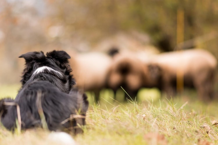 Border Collie hütet Schafherde