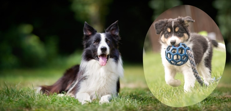 ein erwachsener, liegender Border Collie und ein Welpe mit Spielzeug