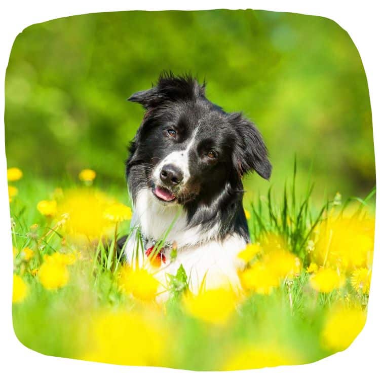 Border Collie liegt in Wiese voller Löwenzahn