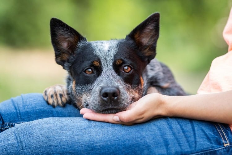 Australian Cattle Dog Maisha ist eine Therapiehündin,