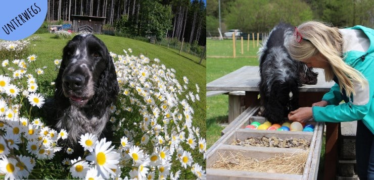 Cocker Spaniel im Naturhundegarten