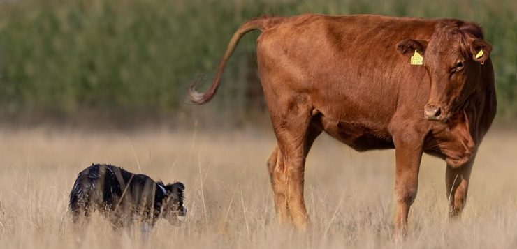 Border Collie am Rind