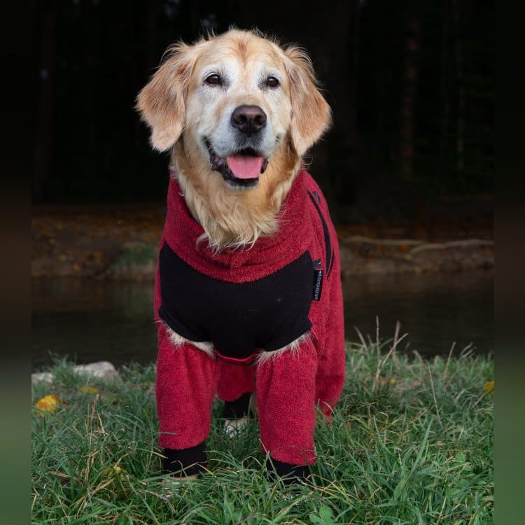 Golden Retriever trägt Hundebademantel