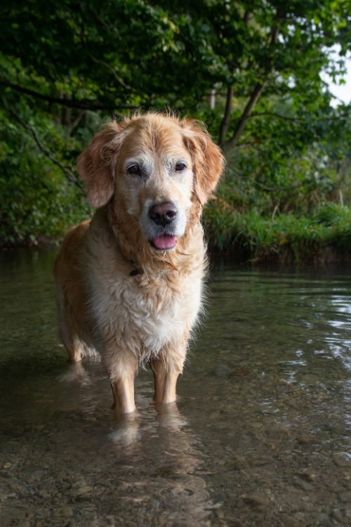 Golden Retriever steht im Wasser