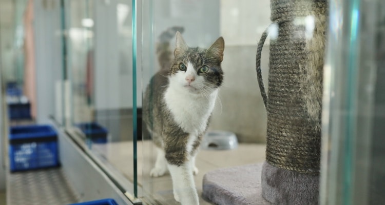 Katze im Katzenhaus des Tierheim Berlin