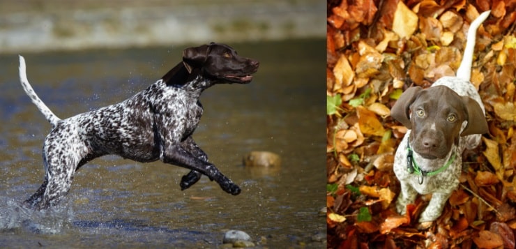 eine rennende Deutsch Kurzhaar Hündin im flachen Wasser, rechts ein Welpe im Herbstlaub, der nach oben in die Kamera schaut