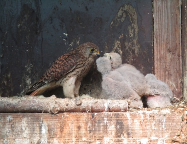 Ein Greifvogel füttert seine Jungen