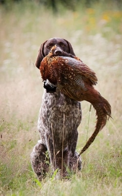 Hund mit Fasan im Maul