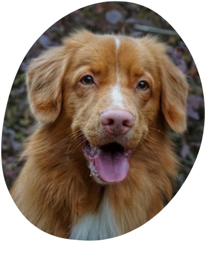 Nova Scotia Duck Tolling Retriever Brân