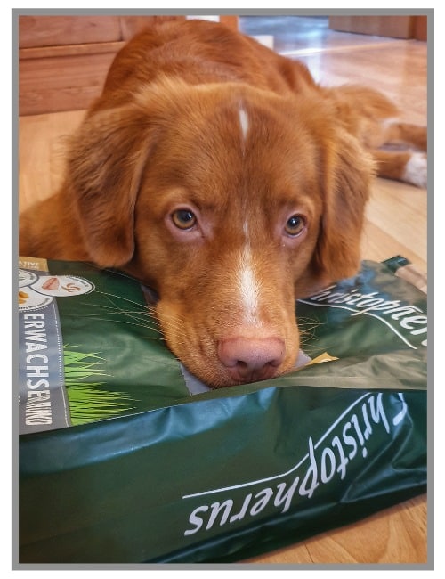 Retriever mit Futtersack