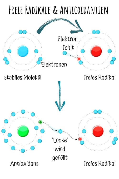 Antioxidans und freies Radikal