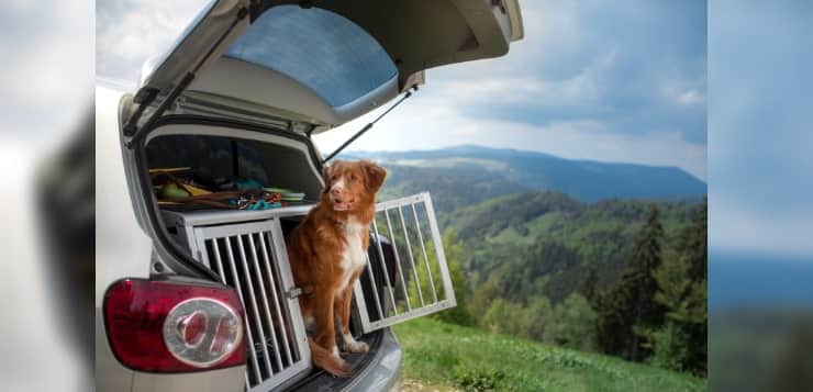 Ein Toller sitzt im geöffneten Kofferraum eines Autos und schaut aus einer geöffneten Transportbox heraus ins Freie.