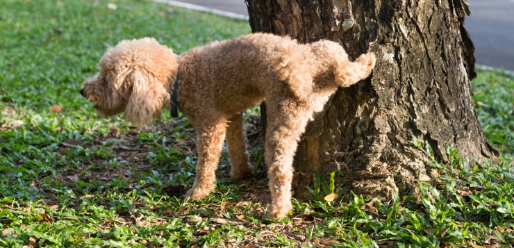 Ein Pudel steht mit gehobenem rechten Hinterbein an einem Baum.