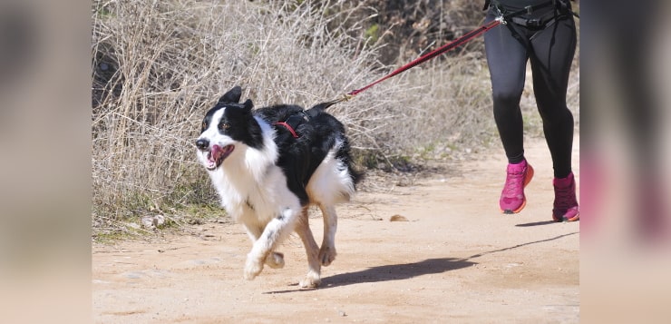 Ein Hund mit Zuggeschirr rennt auf einem Weg. Eine Läuferin hinter ihm ist über eine gespannte Leine mit ihm verbunden.