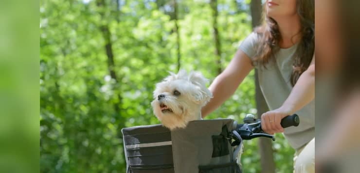 Ein kleiner weißer Hund sitzt in einem Fahrradkörbchen, der am Lenker eines Fahrrads befestigt ist.