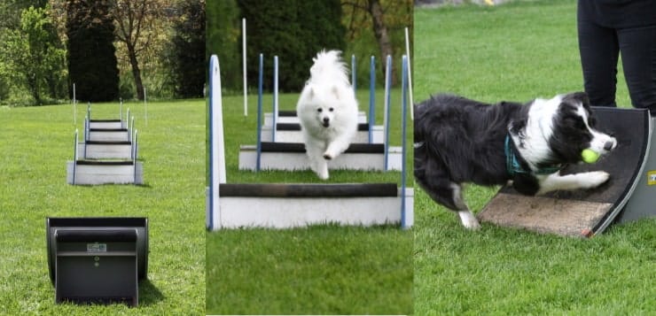 Hunde beim Flyball