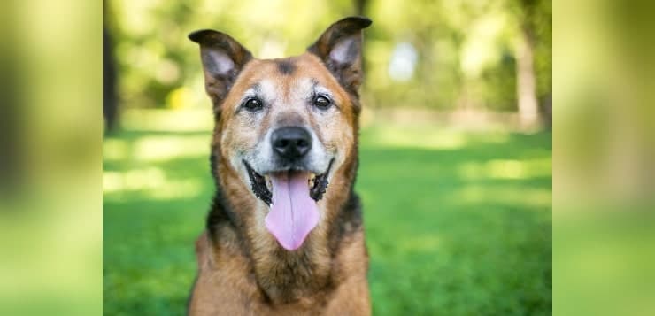 Fröhlicher Hundesenior im Park