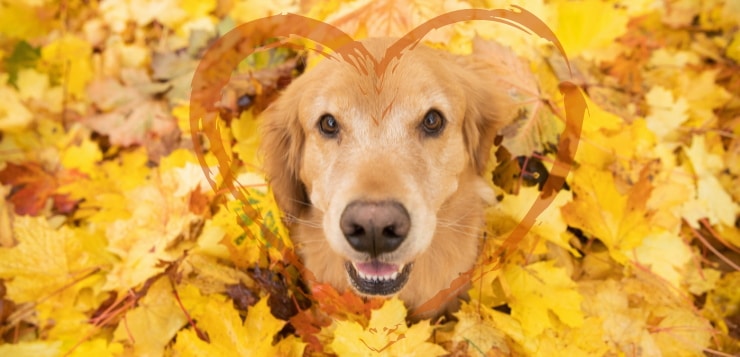 Ein Golden Retriever sitzt in gelbem Ahornlaub und schaut nach oben in die Kamera.