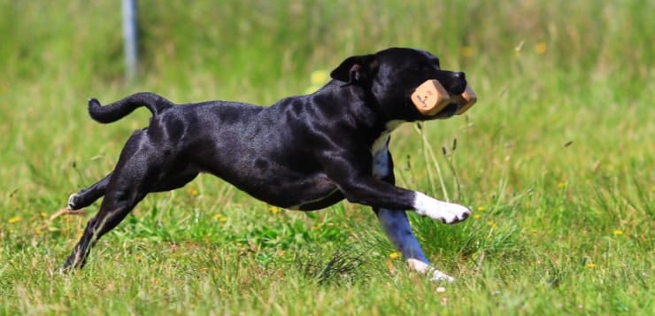 Hund mit Bringholz beim Training