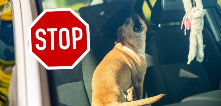 Hund in verschlossenem Auto