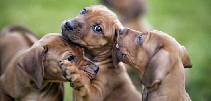 Hundewelpen spielen miteinander