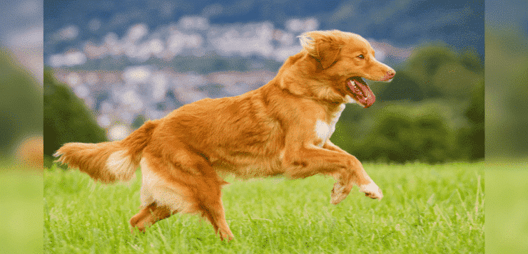 Ein Nova Scotia Duck Tolling Retriever rennt über eine Wiese. Er ist von der Seite zu sehen.