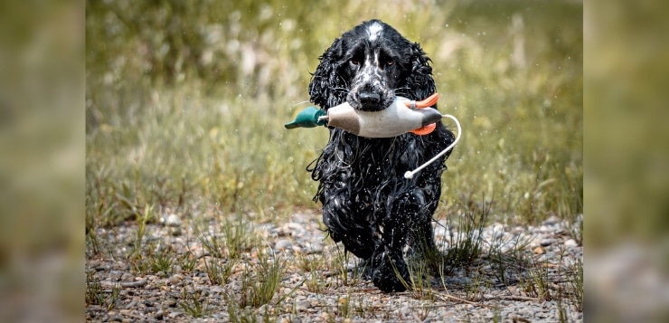 Spaniel apportiert