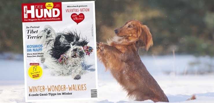 Februar 2021 Ausgabe DER HUND