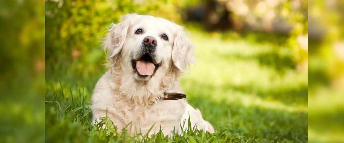 Ein Golden Retriever liegt im Garten. Im Hintergrund scheint die Sonne auf das Gras.