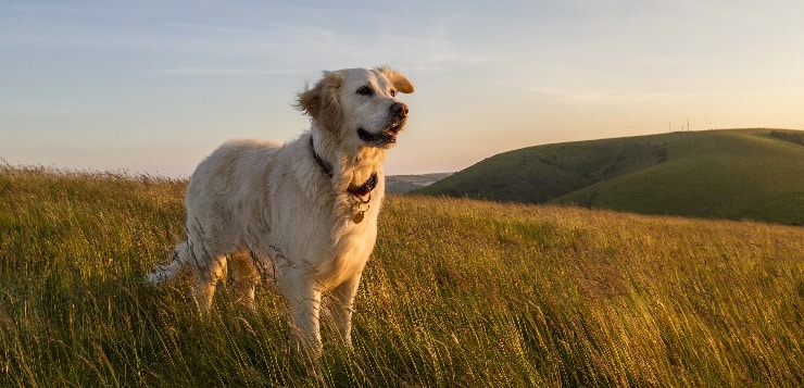 Retriever steht auf Wiese