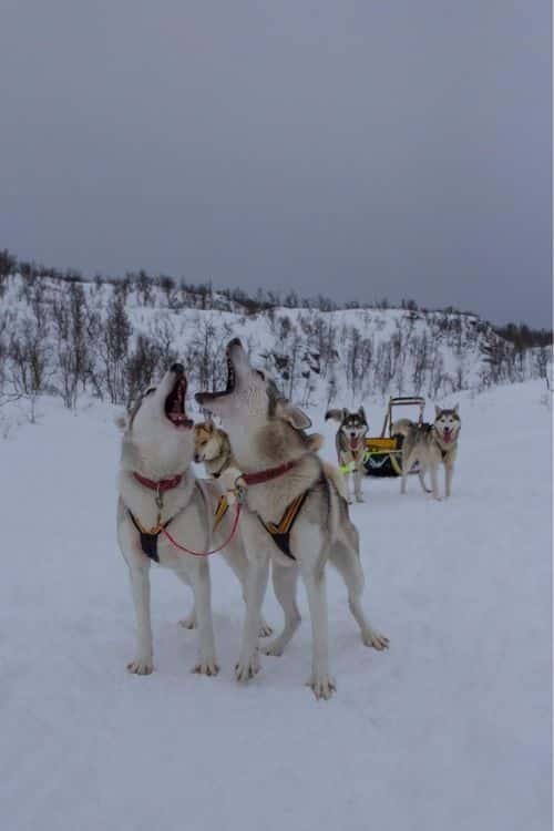 2 Huskys an einem Hundeschlitten stehen und heulen, weil sie weiterrennen möchten.
