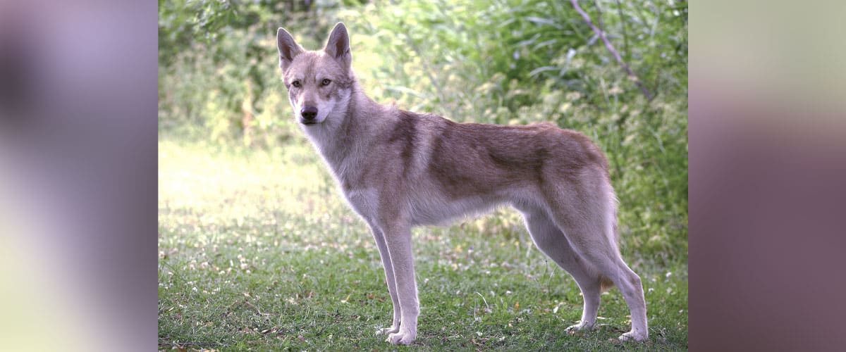 Ein Saarlos Wolfhund steht auf einer Wiese.