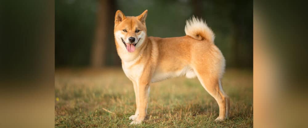 Ein Shiba Inu steht auf einer Wiese. Er ist von der Seite zu sehen, hat den Kopf aber zum Betrachter gedreht.