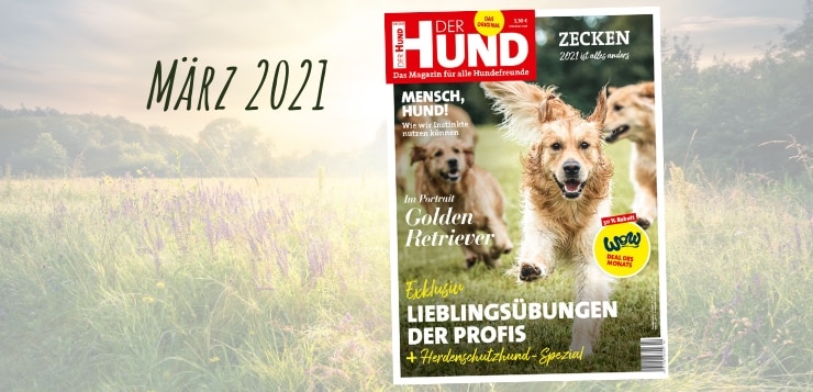 Das Cover der DER HUND Ausgabe im März 2021 zieren rennende Golden Retriever