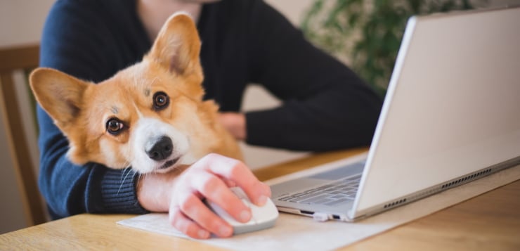 ein Corgi sitzt mit seinem Halter am Tisch, der Mann ist am Laptop.