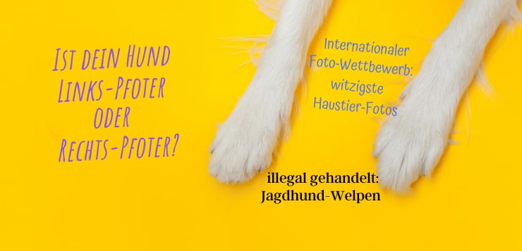 Hunde-News im April 2021