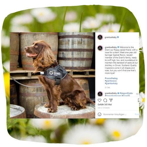 Schnüffelhund Rocco aus Schottland