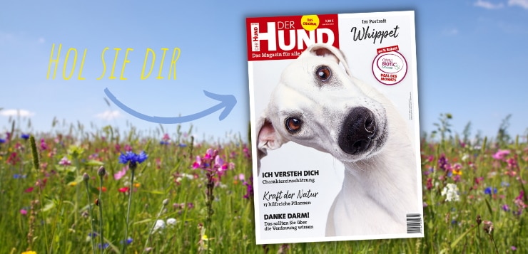 Das Cover der Juni 2021 AUsgabe von DER HUND ziert der weiße Whippet Elvis