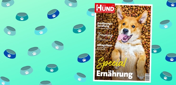 Cover DER HUND Special Ernährung, ein satter junger Hund liegt auf dem Rücken und schaut in die Kamera.