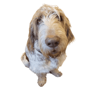 Ein sitzender Spinone Italiano schaut nach oben in die Kamera