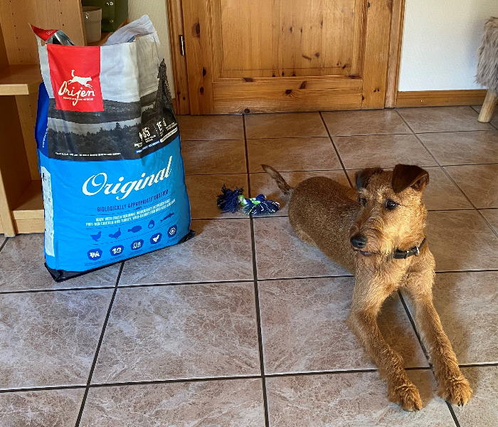 Irish Terrier Arya hat das Trockenfutter von ORIJEN getestet