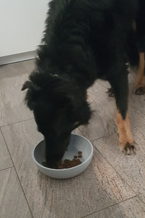 Hündin Bella frisst das neue Trockenfutter.