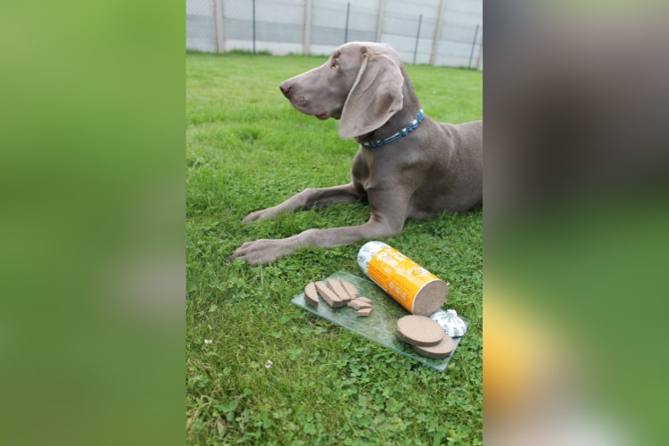 Weimaraner Neila und die HundeRolle mit dem gelben Etikett