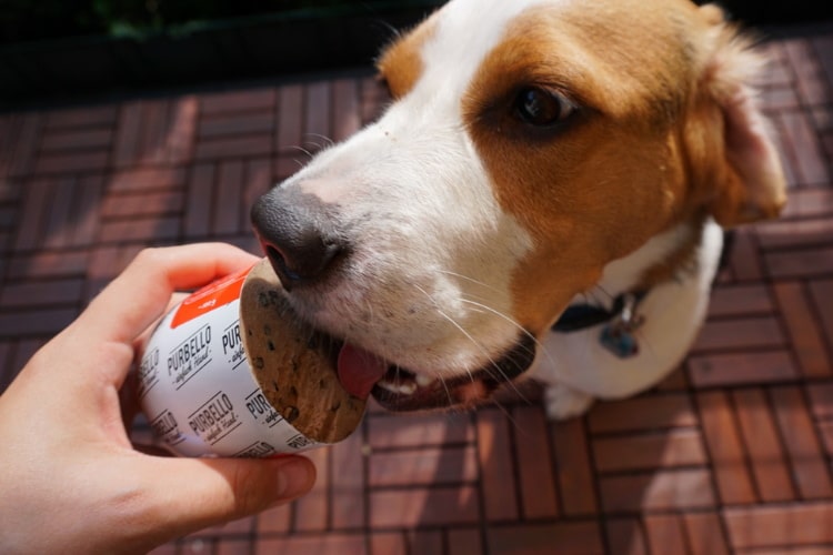 Beagle Scotty schleckt an einer aufgeschnittenen HundeRolle.