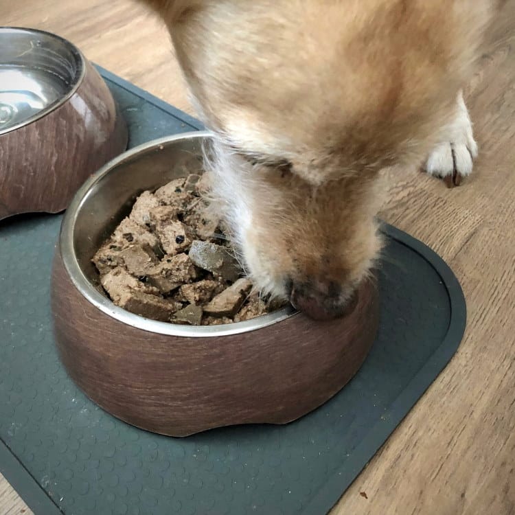 Rüde Watson frisst aus seinem Napf die kleingeschnittene Hundewurst.