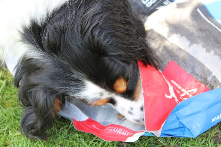 DER HUND Community-Test-Hund Sky mit dem Futter von ORIJEN.