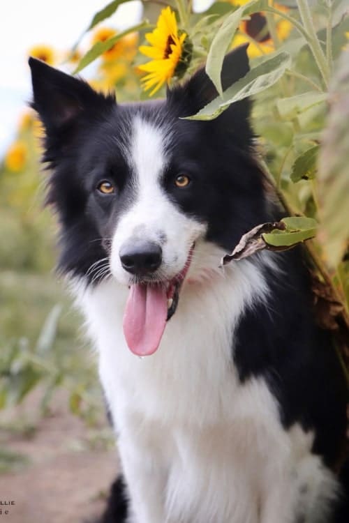 Border Collie Army sitzt an einem Sonnenblumenfeld.