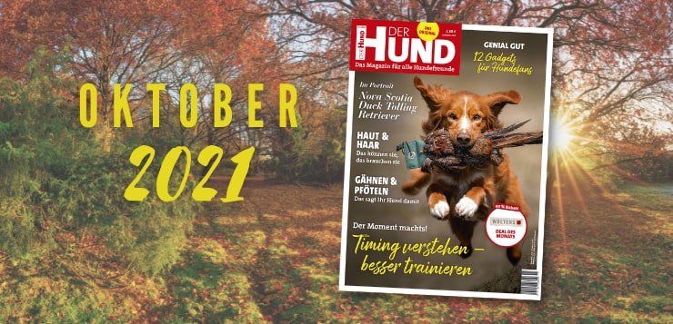 Hintergrund: Bunter Herbstwald im Sonnenschein. Vorne: Das Cover der Oktober-Ausgabe zeigt einen Toller mit Fasanen-Dummy.