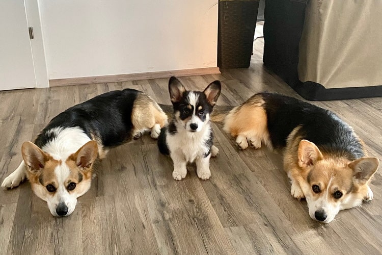 2 ausgewachsene Corgis liegen auf dem Boden, in der Mitte sitzt ein Corgi-Welpe